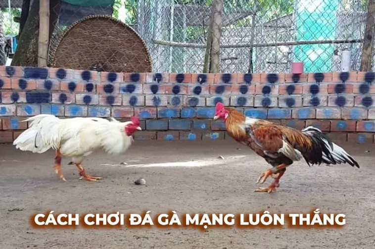 Bí Quyết Chinh Phục Đá Gà Sabong Tại BJ88 Đỉnh Cao Cá Cược