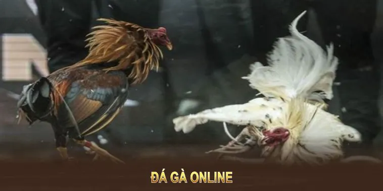 Bí Quyết Thắng Lớn Đá Gà WS168 Tại BJ88 Giải Trí Đỉnh Cao